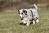 BERGER AUSTRALIEN PUPPIES 225